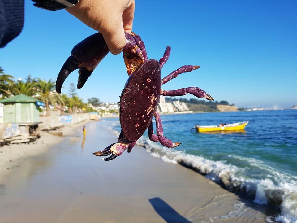 Cabanas Aire Marino Algarrobo Εξωτερικό φωτογραφία
